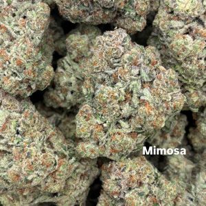 mimosa strain