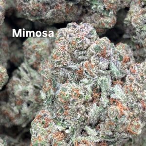 mimosa strain