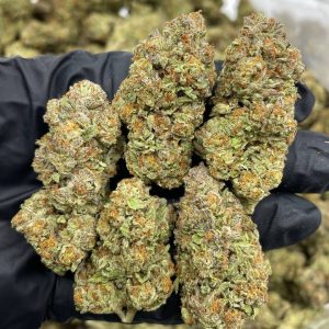 rainbow gushers strain