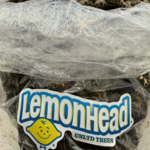 lemon head strain