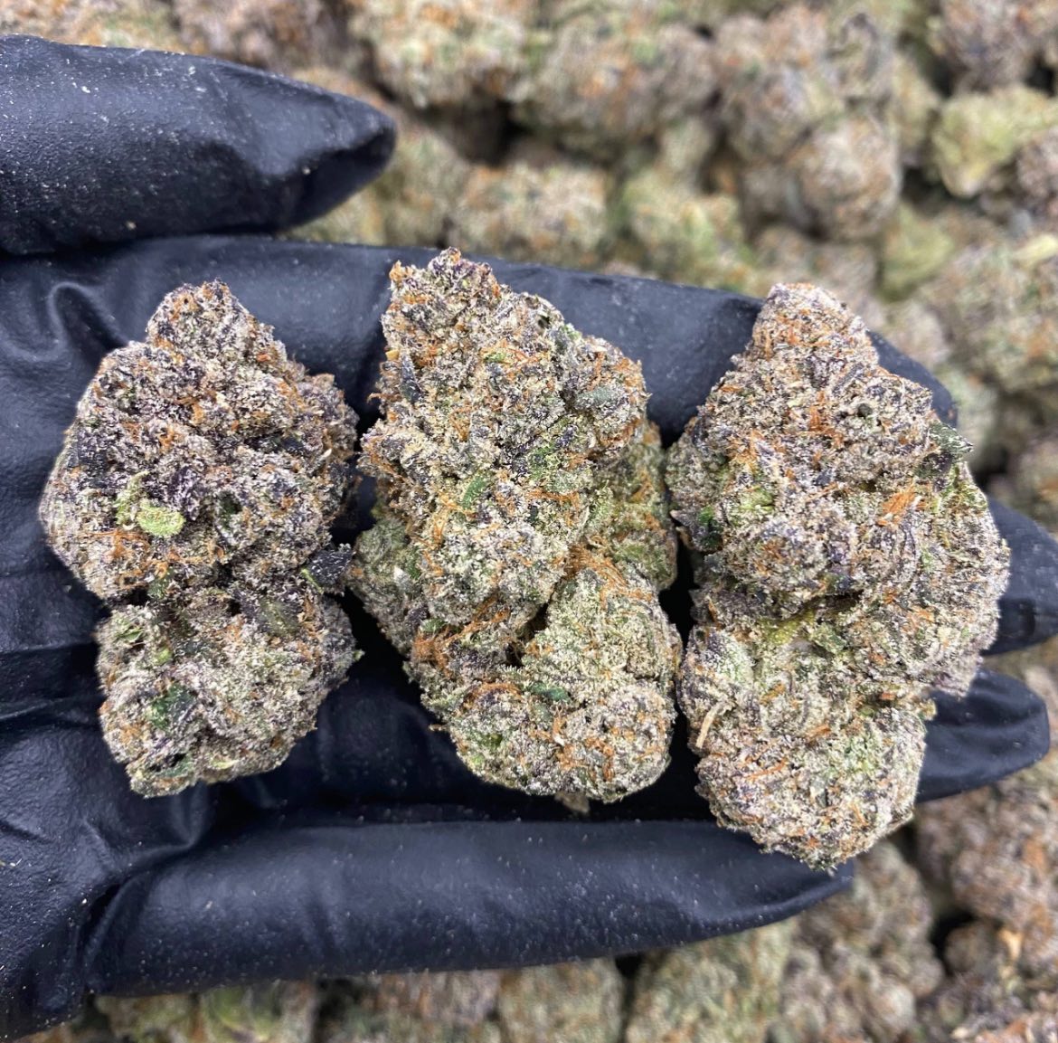 platinum runtz strain