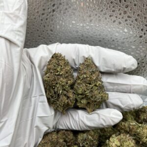 blueberry muffin strain