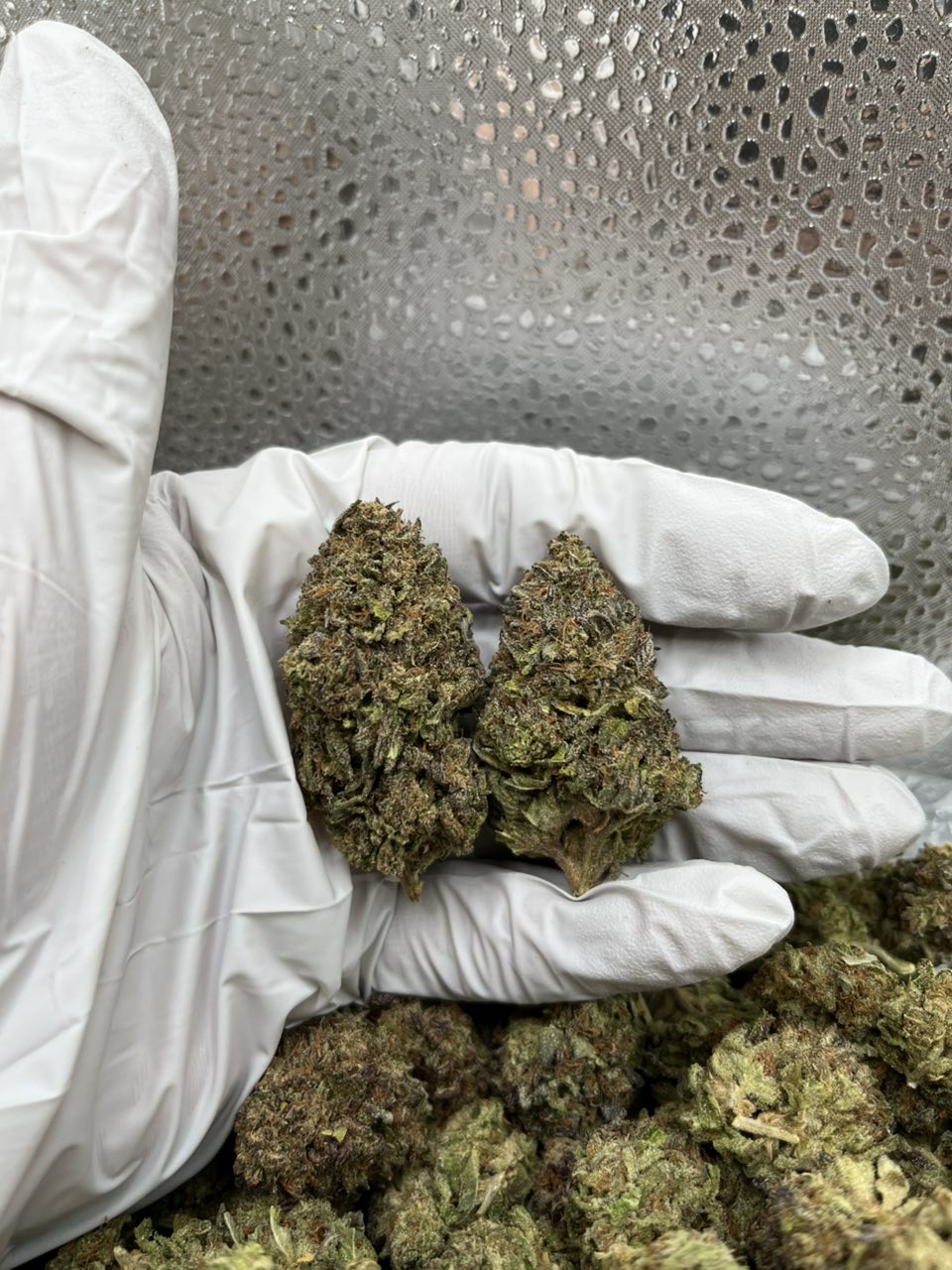 blueberry muffin strain