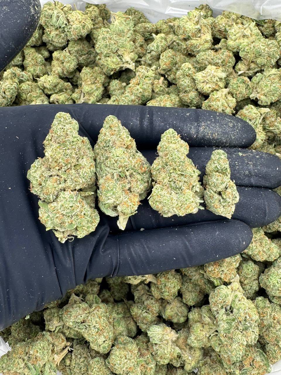 apple fritter weed strain