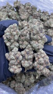 jet fuel runtz strain