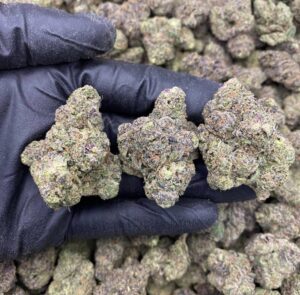 lemon cherry sherbet strain​