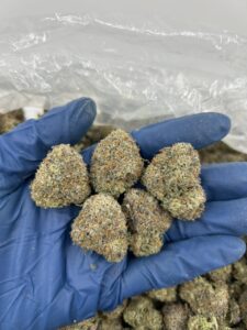 frozen cherry strain