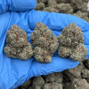 king louis og strain