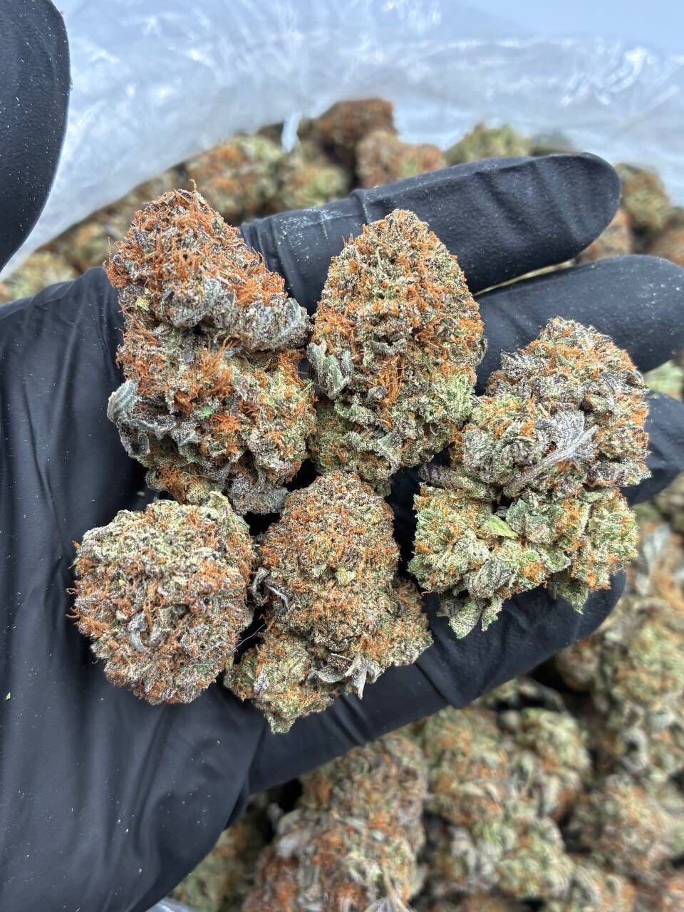 purple platinum strain